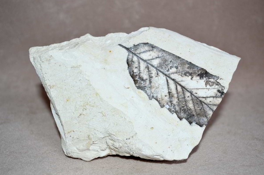Tölgyfa levél fosszília