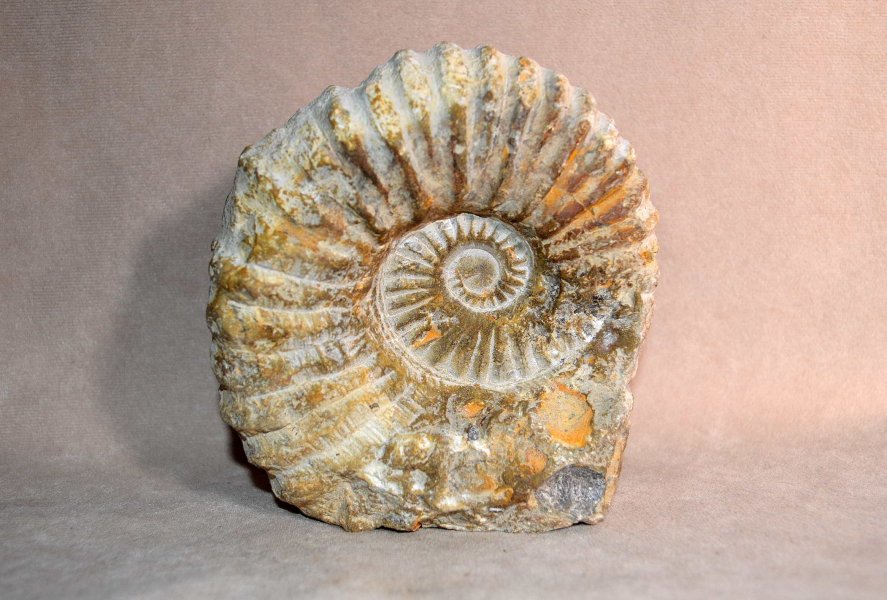 Ammonitesz